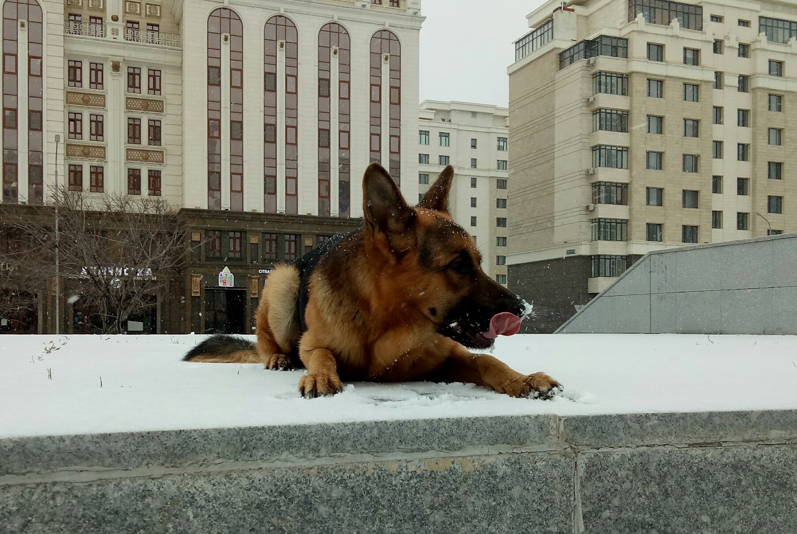 Собака на приёме в клинике Vet Doc
