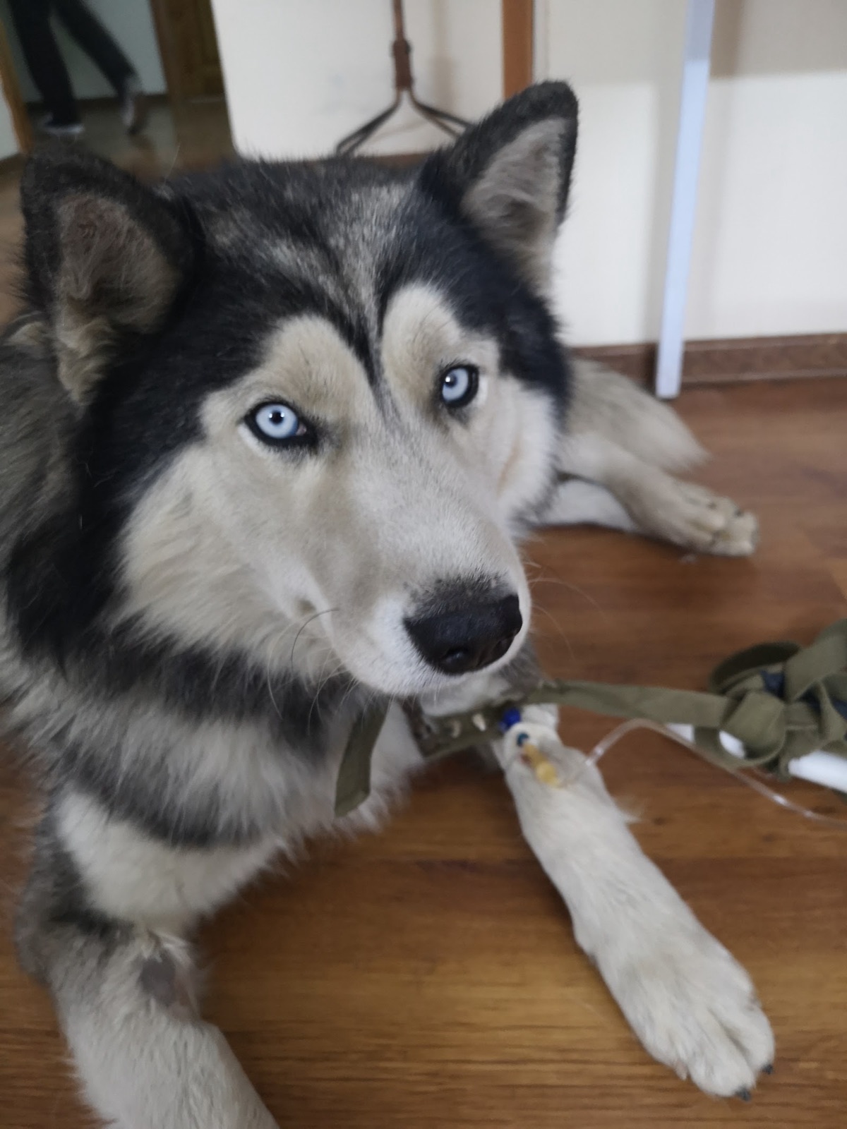 Пациент клиники Vet Doc в зоне ожидания