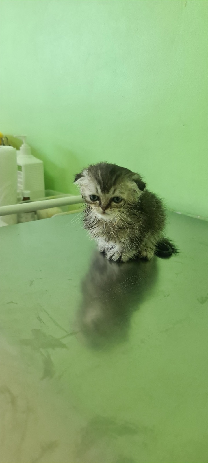 Котёнок после процедуры в клинике Vet Doc